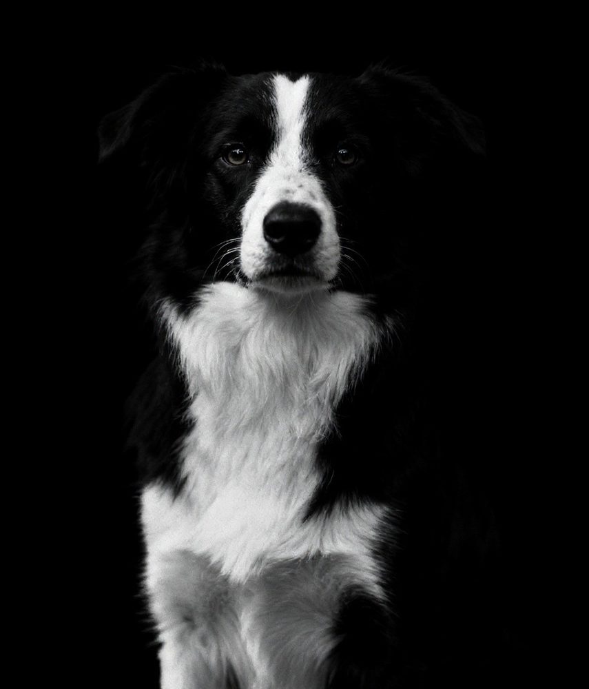 Border Collie · Fine-Art Black & White