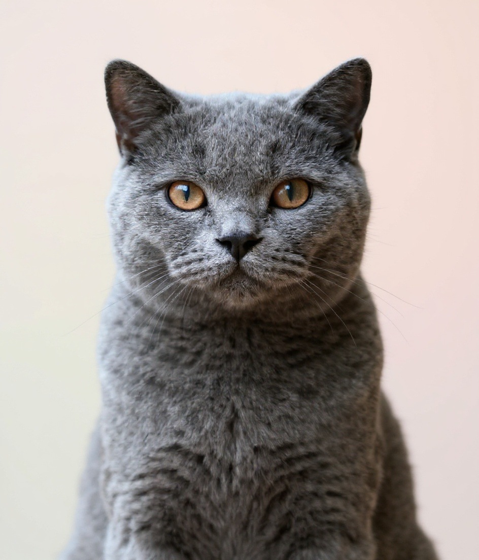 British Shorthair · Modern Minimalist