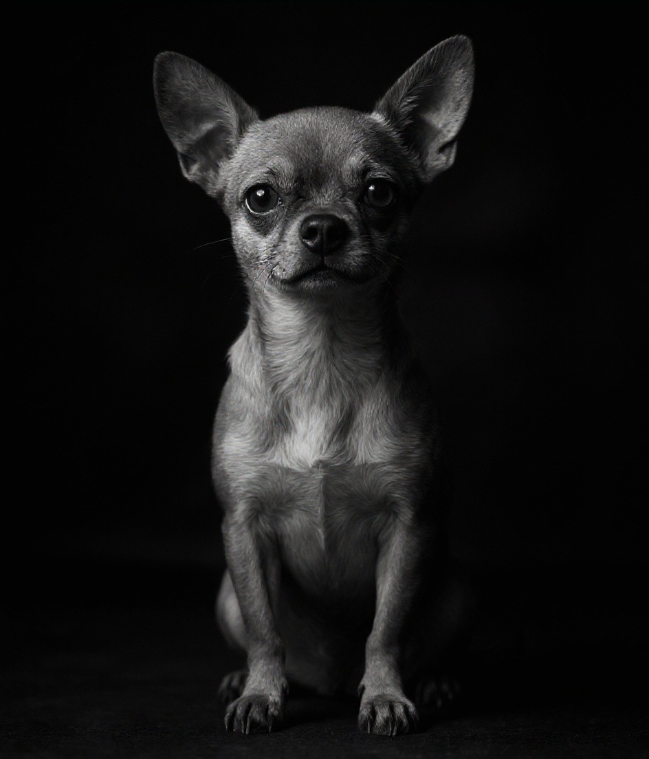 Fine-Art Black & White Chihuahua
