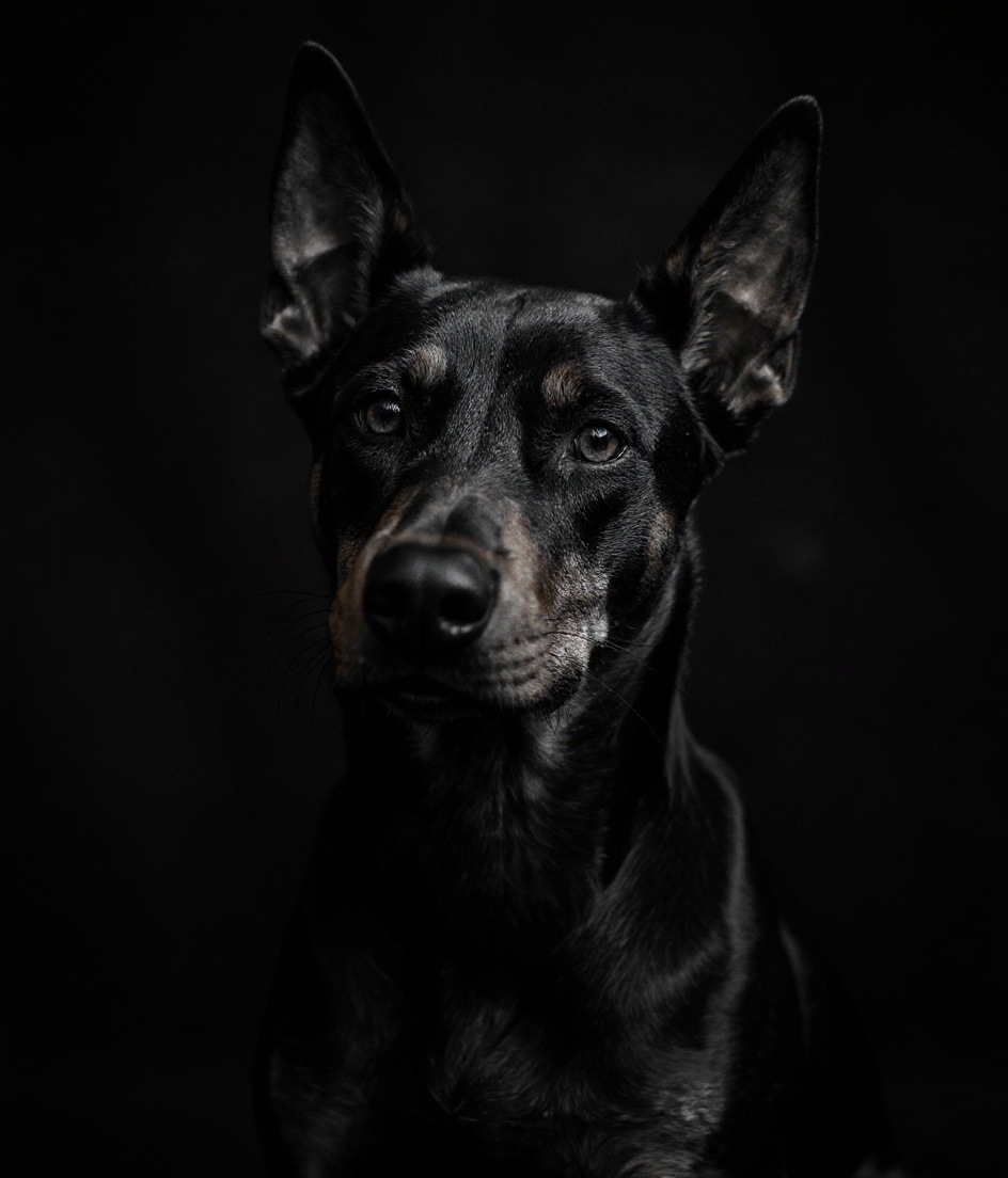 Custom Fine-Art Black & White Doberman portrait