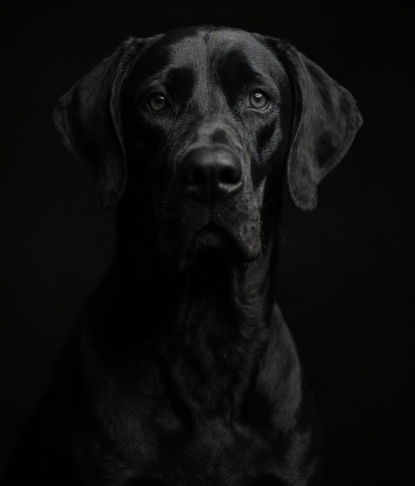 Fine-Art Black & White Great Dane