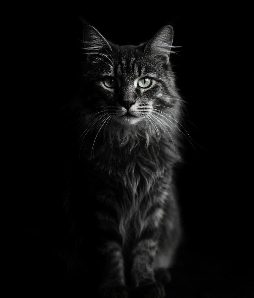 Fine-Art Black & White Maine Coon