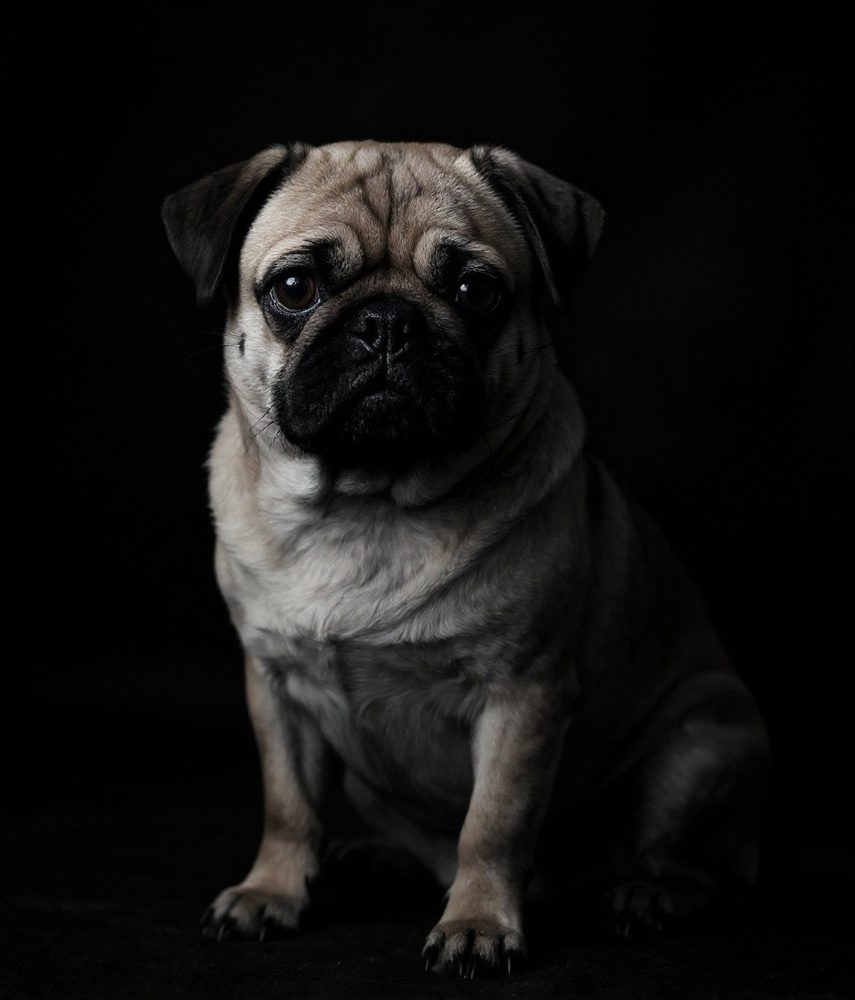 Fine-Art Black & White Pug