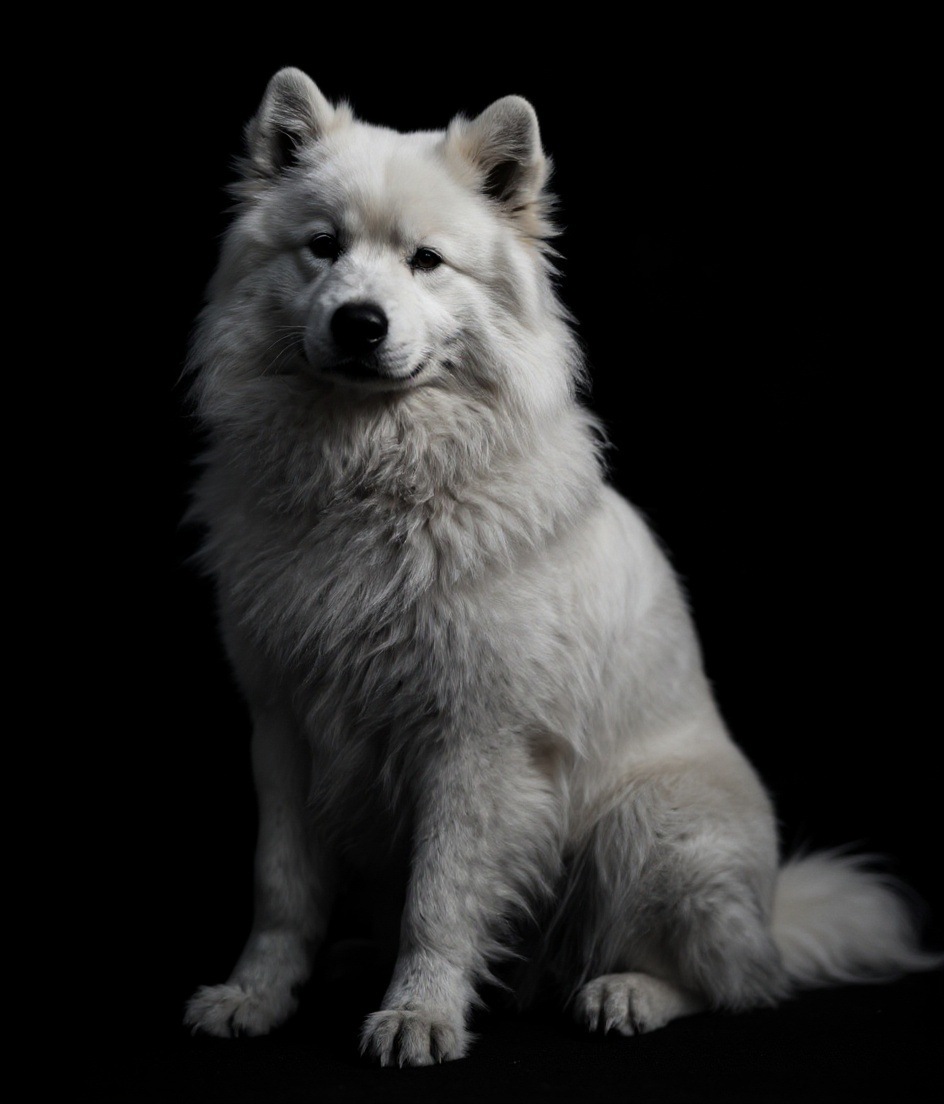 Fine-Art Black & White Samoyed