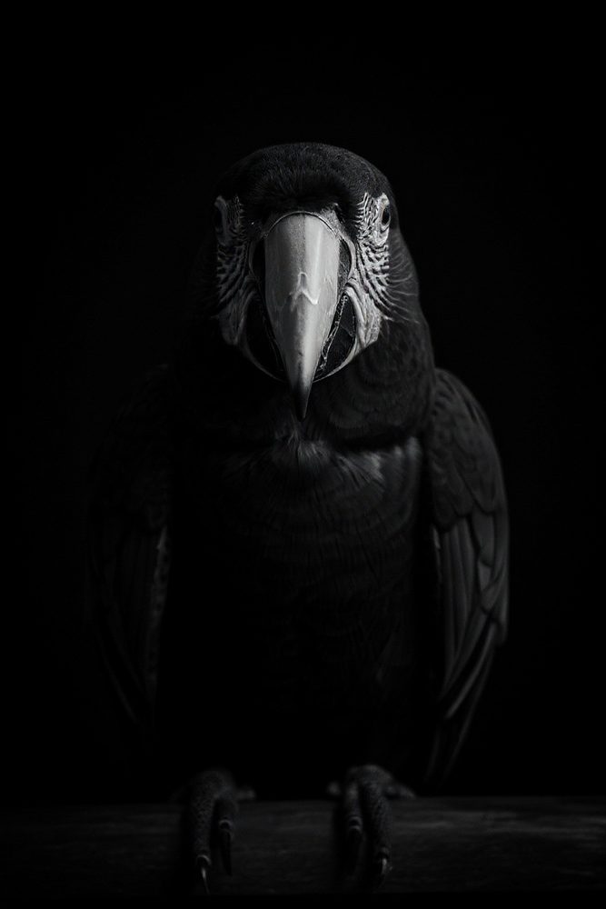 Fine-Art Black & White Macaw