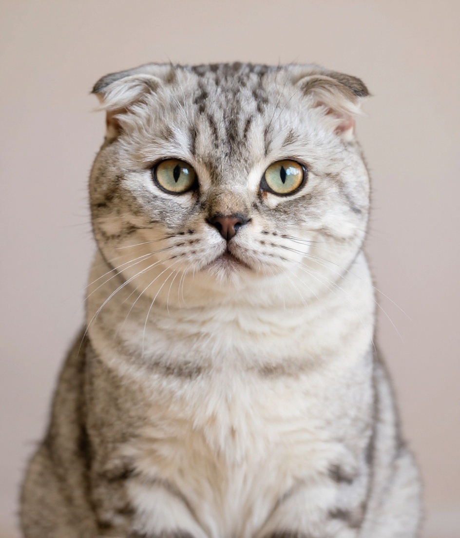 Scottish Fold · Modern Minimalist