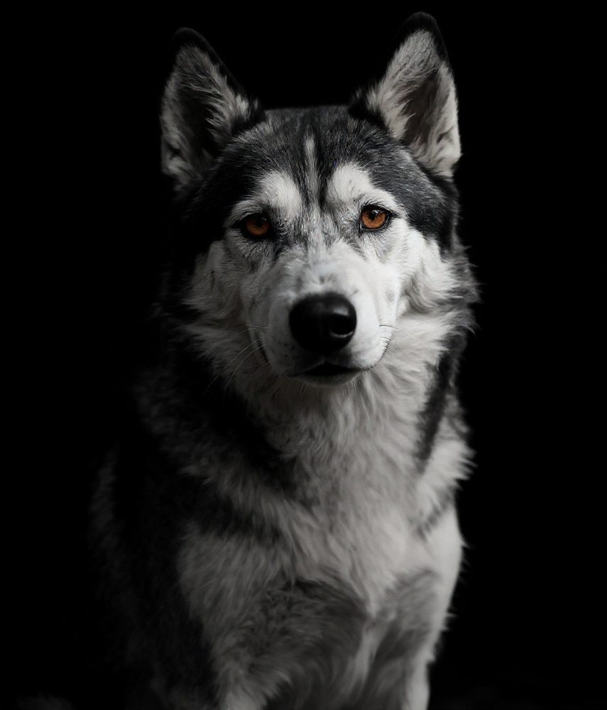 Fine-Art Black & White Husky