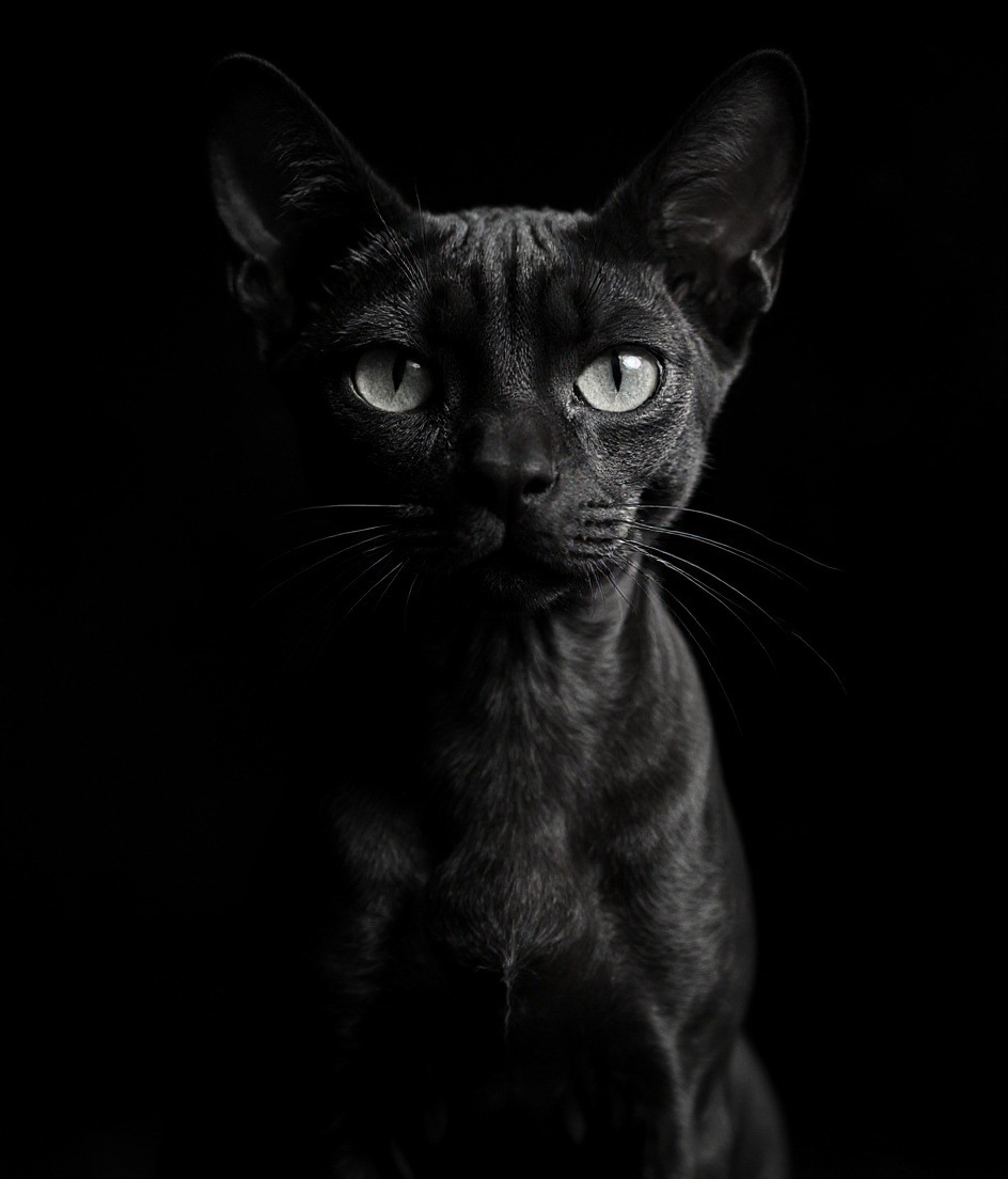 Fine-Art Black & White Sphynx