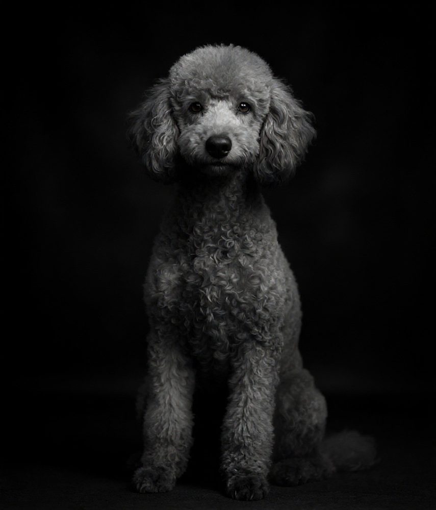 Fine-Art Black & White Poodle