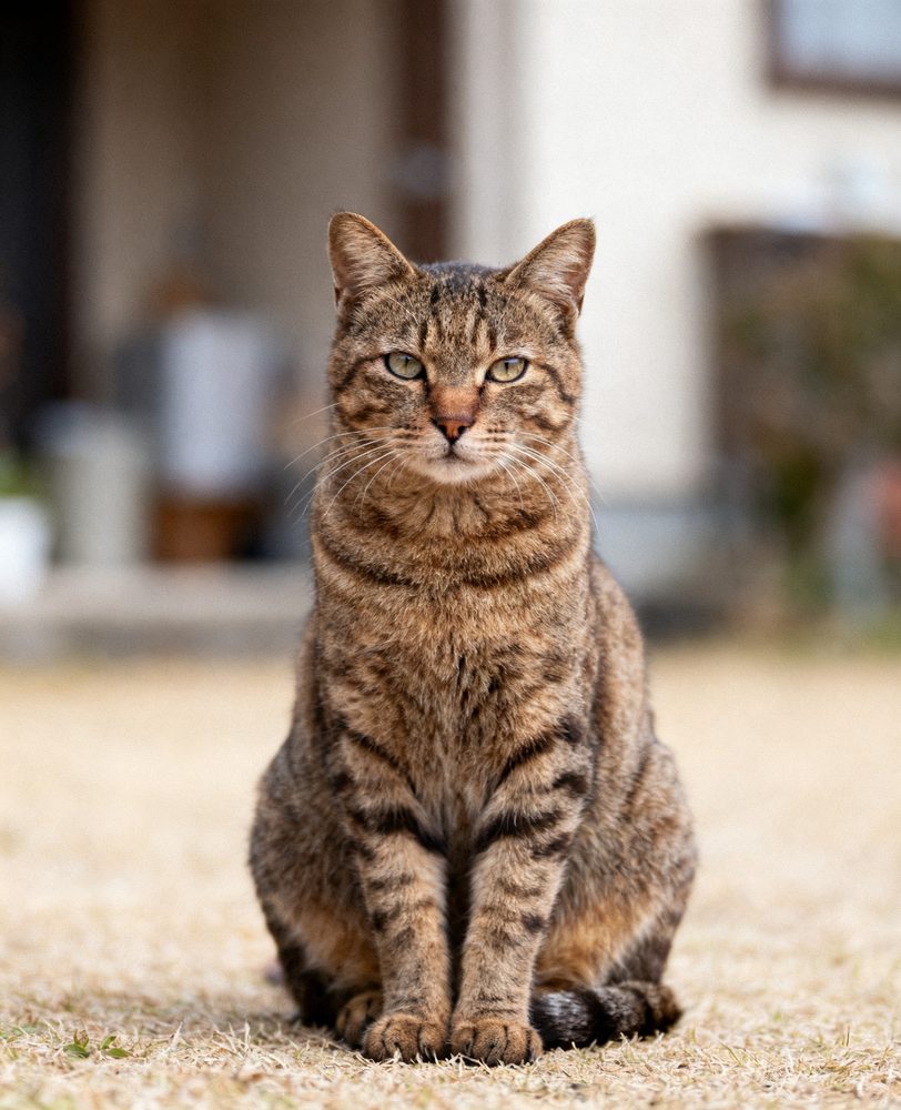 A real Tabby photo
